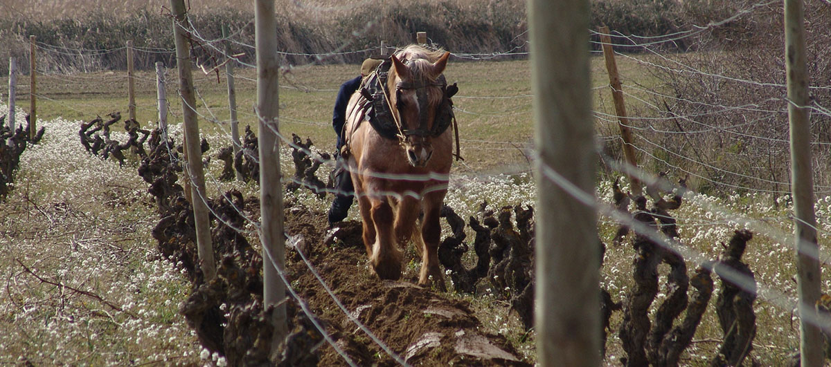 Bodegas y Viñedos Artazu