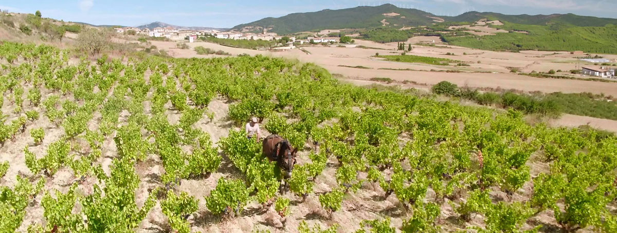 Bodegas y Viñedos Artazu