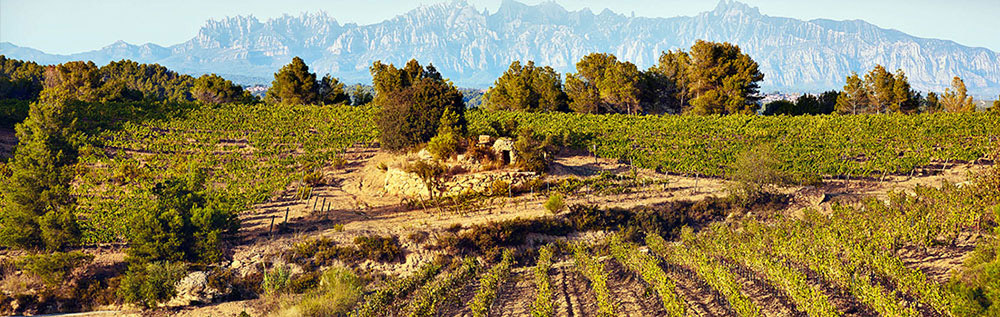 Castellroig Sabaté i Coca