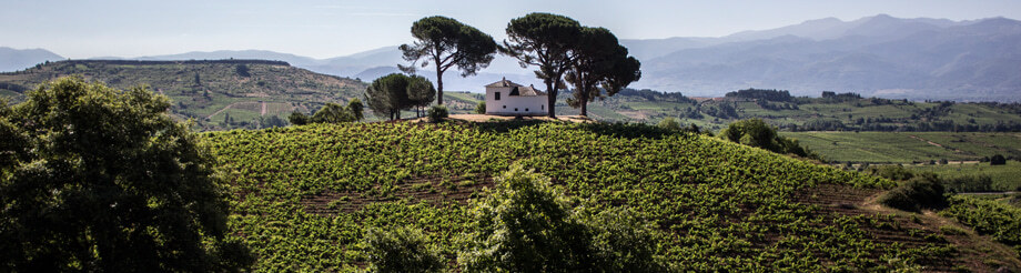 Bodega Casar de Burbia