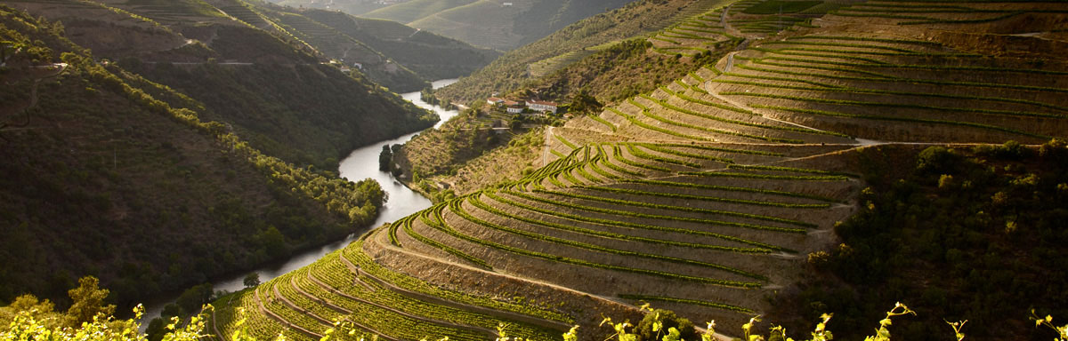 Fonseca Guimaraens Port Wines