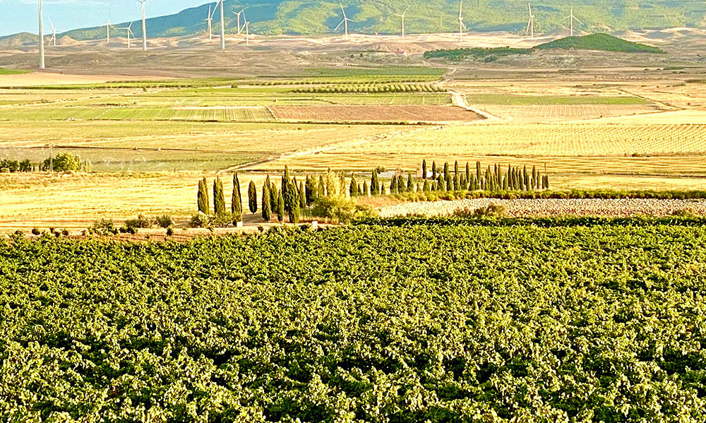 Bodega Pago de Cirsus