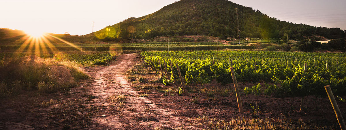 Celler El Molí