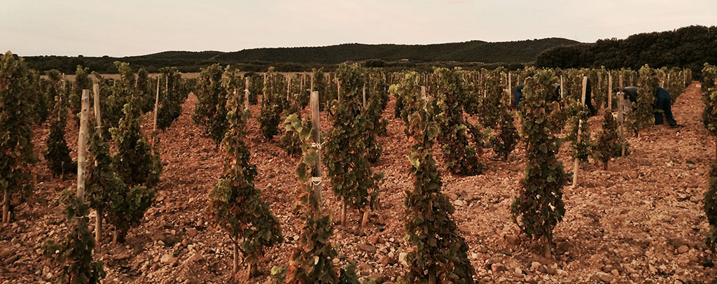 Bodegas Palacios Remondo