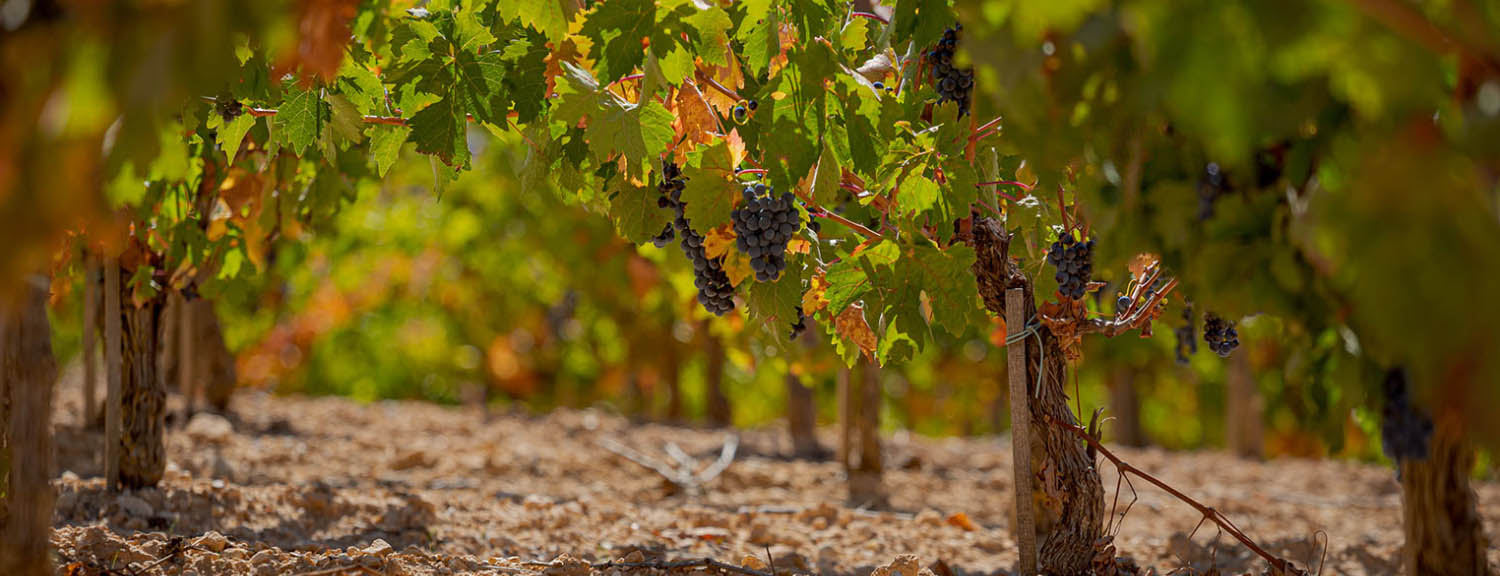 Bodegas Resalte de Peñafiel