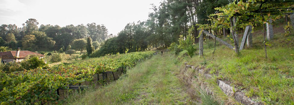 Bodega Forjas del Salnés