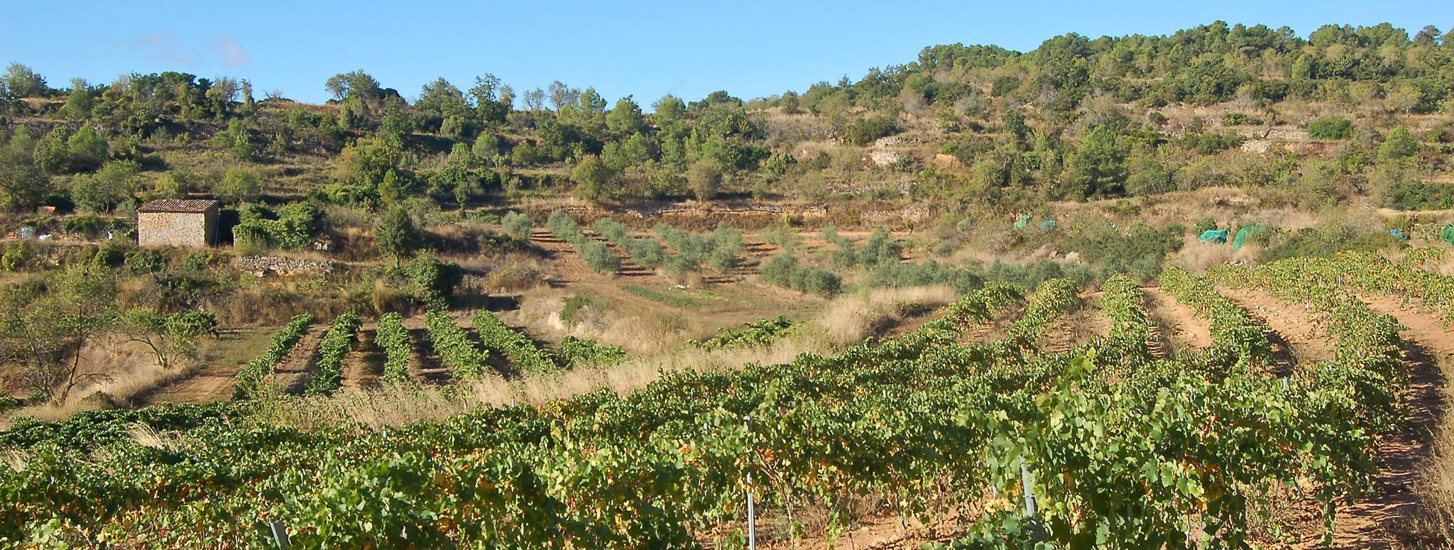 Celler Jordi Llorens