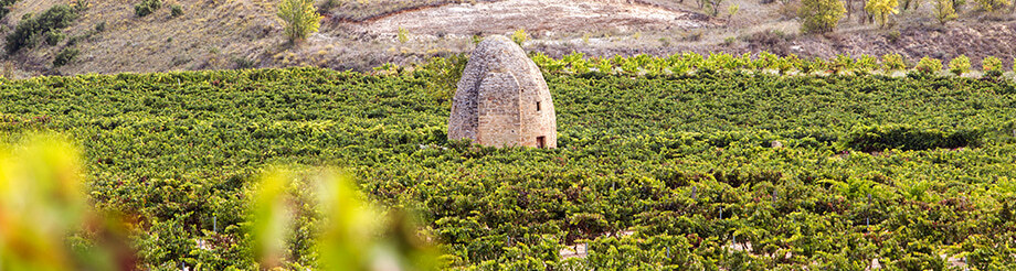 Bodegas y Viñedos Sierra Cantabria